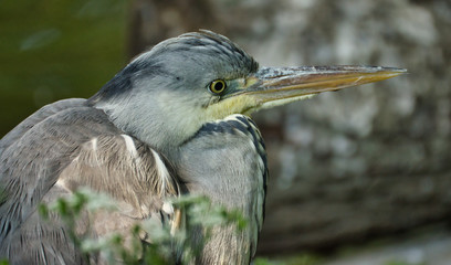 bird, reiher, natur, wild lebende tiere, tier, schnabel, blau, wasser, bird
