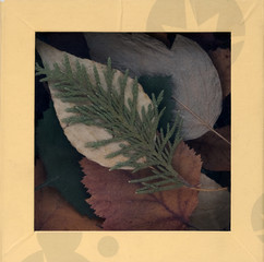 box with dry leaves, herbarium