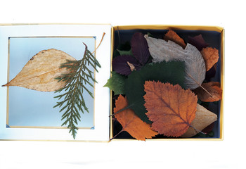 box with dry leaves, herbarium