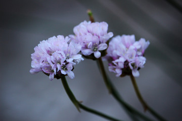 Flor clavelina de mar (Armeria maritima)