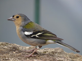 Male madeiran chaffinch with his peach-coloured breast in side close-up