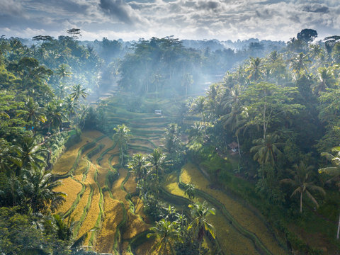 Aerial view of rice terrace and palm trees