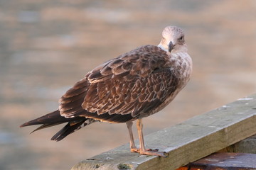 Nice portrait and close-up of a young Herring Seagull with brown feathers, these gulls change their plumage over the years