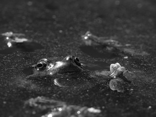 common frog (Rana temporaria) poking head out from pond