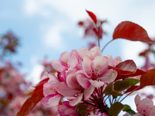 Decorative apple tree with pink flowers