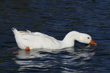 A beautiful specimen of a wild goose floating on the gentle waves of a deep blue lake and looking for water plants