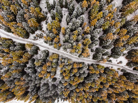 Aerial view of forest road leading through a apine forest of pine trees and larches in winter with fresh snow. Goms, Switzerland