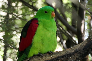 Sweet red-winged parrot from the family of true parrots and the genus redwinged parakeets with green and red plumage