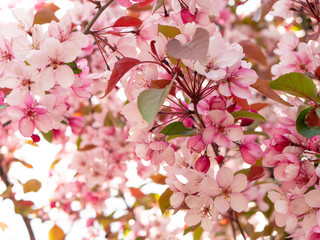 Fototapeta premium Decorative apple tree with pink flowers