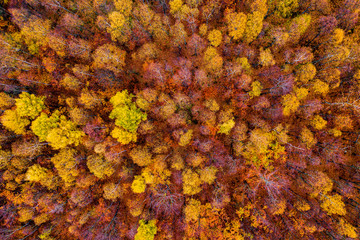 Aerial view of deciduous European forest in autumn, Tisa, Czech Republic. The colors come from the fall low temperatures resulting in changes of the leafs structure.