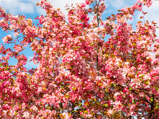 Decorative apple tree with pink flowers