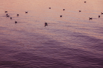 A lot of seagulls float on a calm surface of the sea during a beautiful purple sunset.