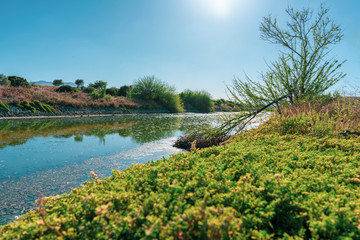 Plants, vegetation and a tree with a broken trunk by the river