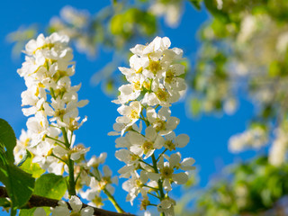Bird cherry blooms with beautiful white flowers at sunset