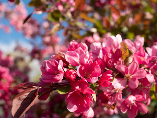 Decorative apple tree with pink flowers