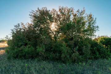 Beautiful tree in the middle of nature with rays of light passing through it