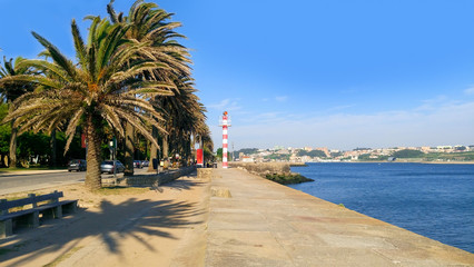 Palm trees off the coast of the Atlantic Ocean in summer in Porto. Portugal.