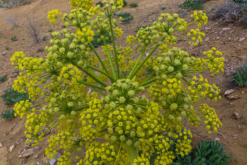 Ferula assa-foetida growing at Kyzylkum Desert in Uzbekistan
