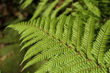 Exotic tree fern in close-up