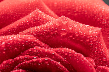 Close-up of the petals of a rose with water drops taken with a macro lens