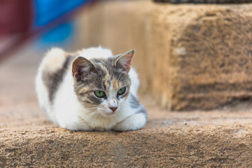 Cat on stone steps