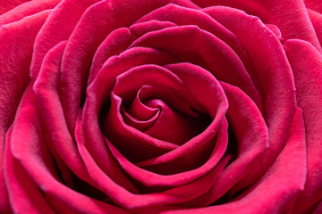 Fototapeta premium close up of pink rose