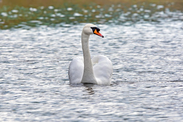 Naklejka premium Swan on the Sebezh lake in the spring. Pskov region, Russia.