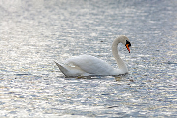 Swan on the Sebezh lake in the spring. Pskov region, Russia.