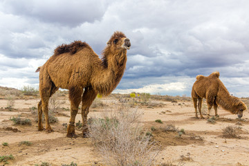 Camels at Kyzylkum Desert in Uzbekistan