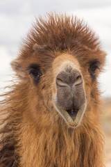 Obraz premium Camel in Kyzylkum desert, Uzbekistan