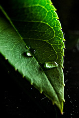 dew on leaf
