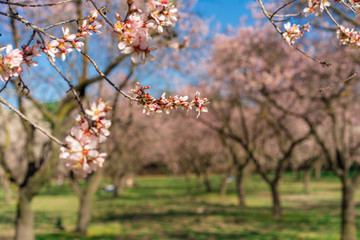 Foreground of a branch of the cherry blossom tree with its seeds and unfocused background