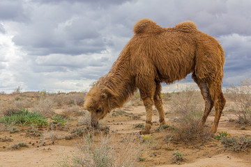 Camel at Kyzylkum Desert in Uzbekistan