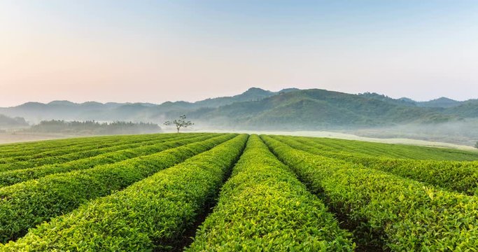 time lapse of beautiful tea plantation with mist in early morning