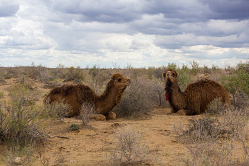 Camels in Kyzylkum desert, Uzbekistan