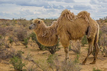 Camel at Kyzylkum Desert in Uzbekistan