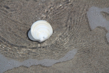 shell on the beach