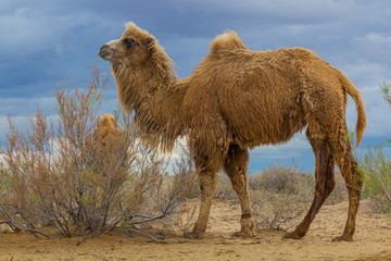 Camels in Kyzylkum desert, Uzbekistan