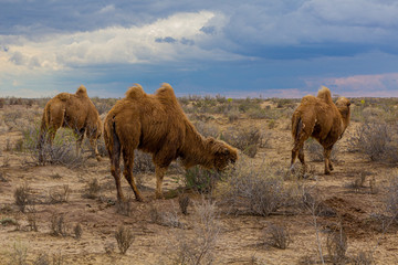 Camels at Kyzylkum Desert in Uzbekistan