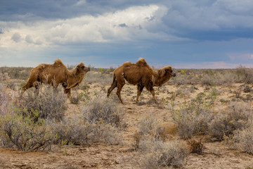 Camels in Kyzylkum desert, Uzbekistan