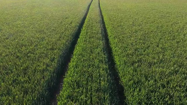 Vol au dessus d'un chemin de traitement dans un champ de bl&eacute;