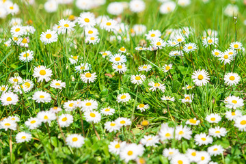 Spring Daisy. Beautiful meadow. Summer background