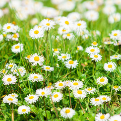 Daisy flower on green meadow. White Daisies