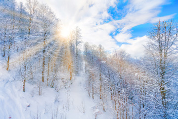 beautiful snowy winter landscape panorama with forest and sun. winter sunset