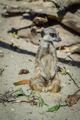 Fototapeta premium Cute Meerkat standing - Suricata suricatta