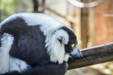 Funny Black and White Ruffed Lemur close up - Varecia variegata