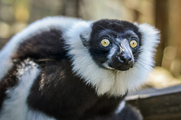 Funny Black and White Ruffed Lemur close up - Varecia variegata