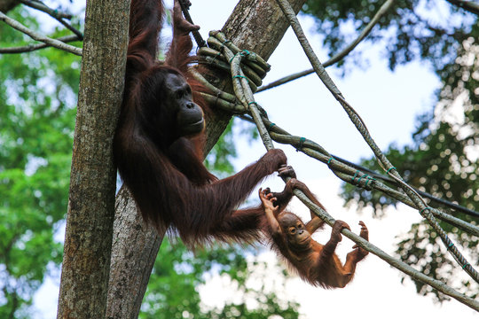 Orangutan  nella giungla (madre e figlio)