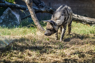Sniffing Striped hyena close up - Hyaena hyaena