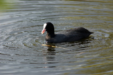 The bird coots in the spring